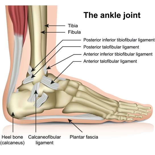 Anatomy of the ankle joint