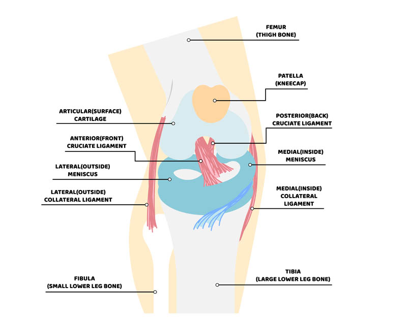 Ligaments of the knee