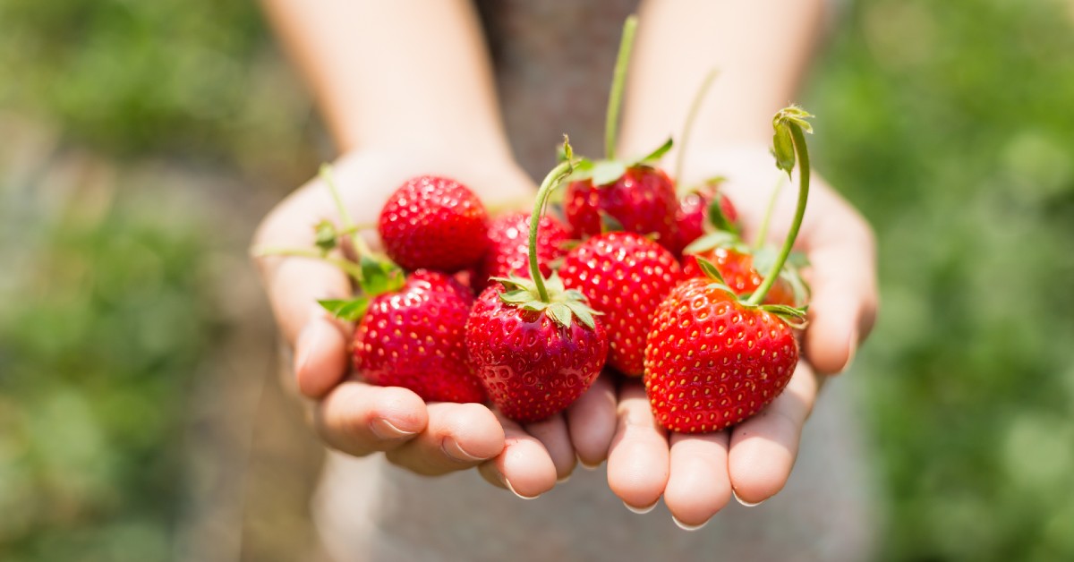 Fresh strawberries